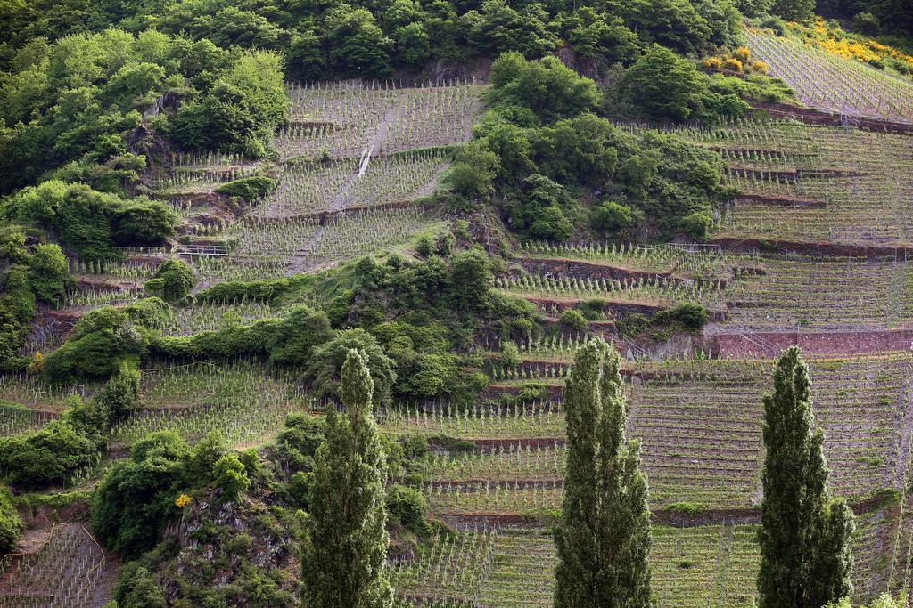 Ernst Cluesserath Weingut & Weinhotelchen Trittenheim Exterior foto